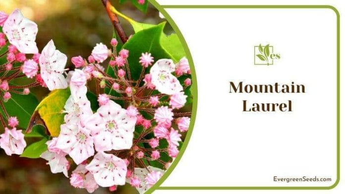 Mountain Laurel Burst with Pink Flowers