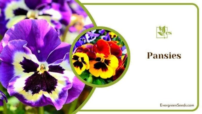 Multi Color Pansies Flowers