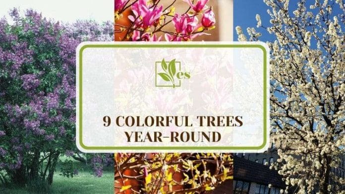 Nine Colorful Trees Year-round