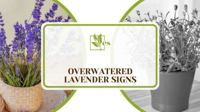 Overwatered Lavender Signs