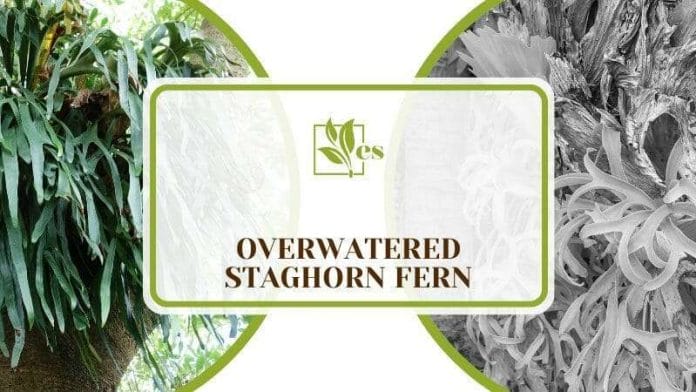 Overwatered Staghorn Fern
