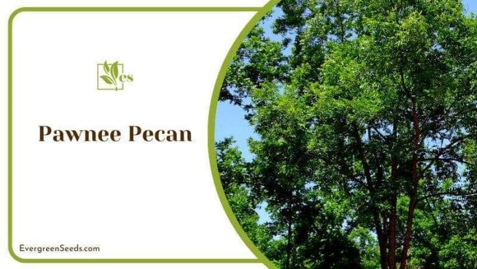 Pawnee Pecan Tree in Backyard