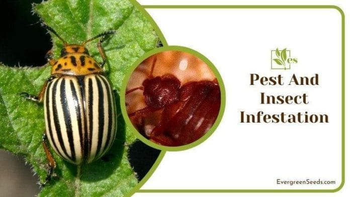 Pest and Insect Infestation