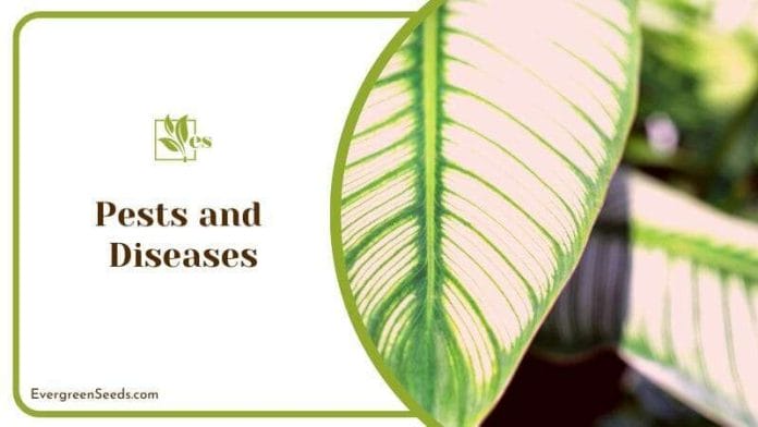 Pests and Diseases in Calathea Roseopicta
