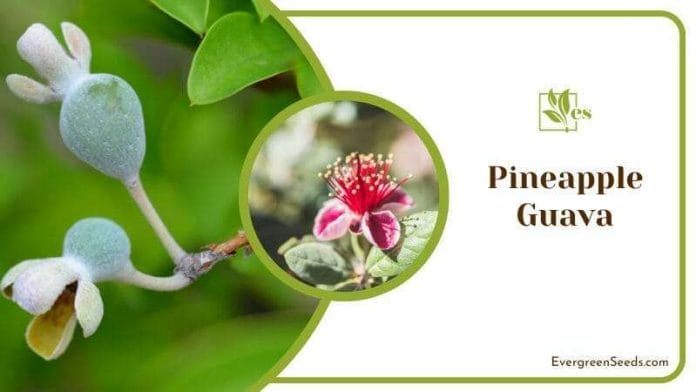 Pineapple Guava Plant with Flower