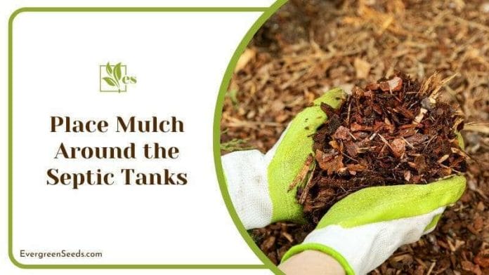 Place Mulch Around the Septic Tanks