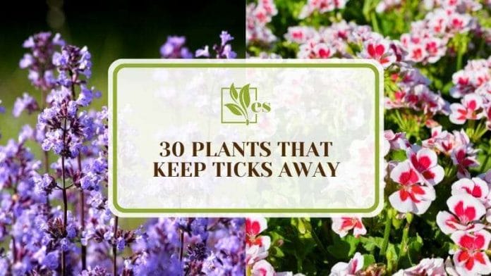 Plants That Keep Insects Away for a Garden