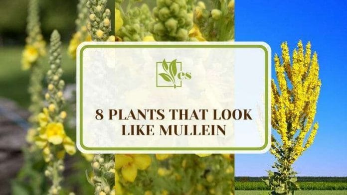 Plants That Look Like Mullein