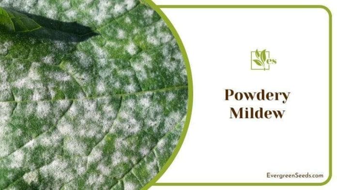 Powdery Mildew in Begonia Cucullata