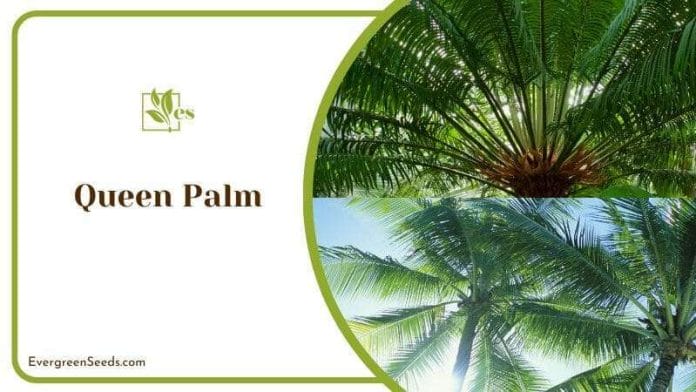 Queen Palm Trees in Garden