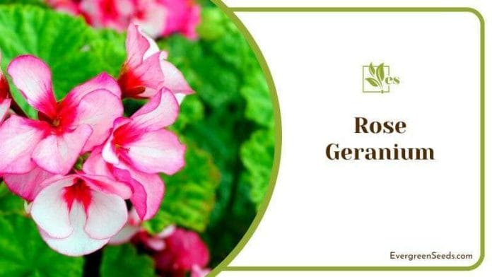 Rose Geranium Flowers in Plants