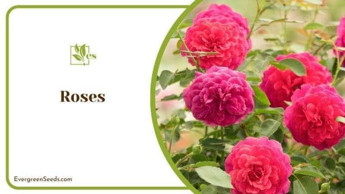 Rose bushes are ornamental plants