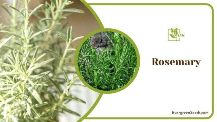 Rosemary poisonous to roaches