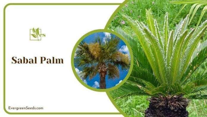 Sabal Palm Tree in Garden