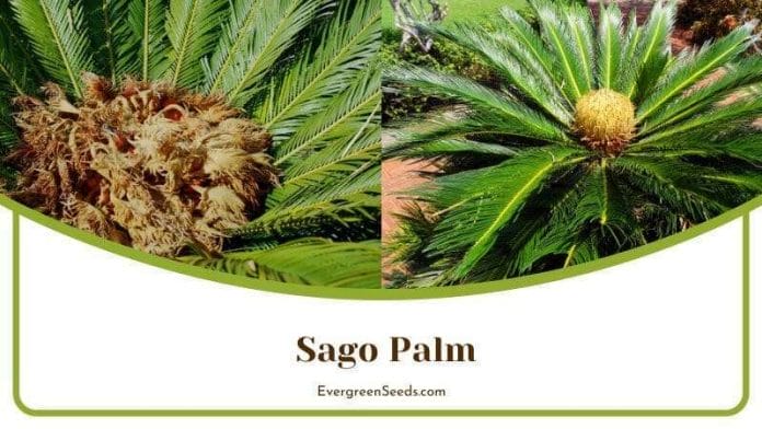 Sago Palm with Pinnate Leaves