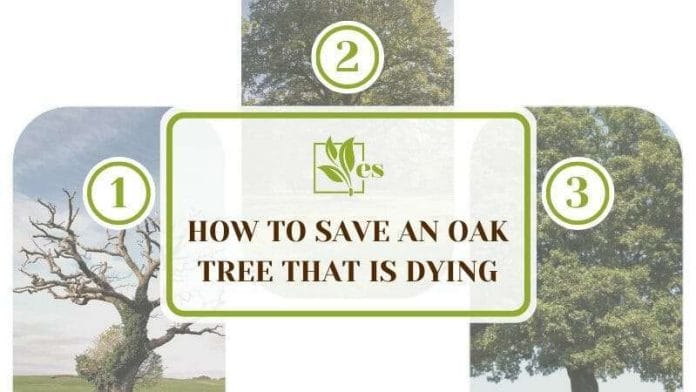 Save an Oak Tree