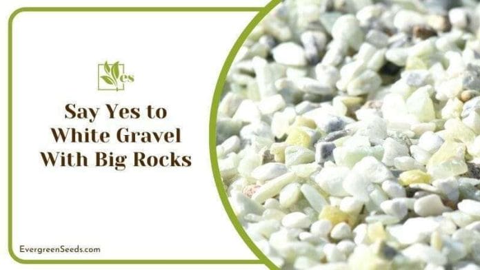 Say Yes to White Gravel With Big Rocks