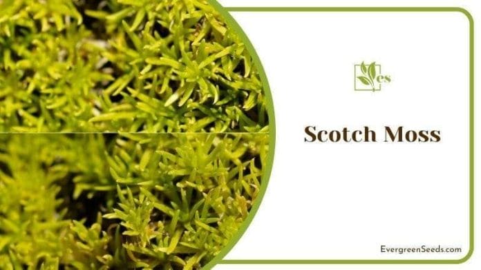 Scotch Moss