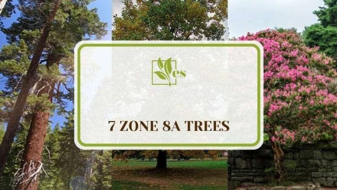 Seven Zone 8a Trees