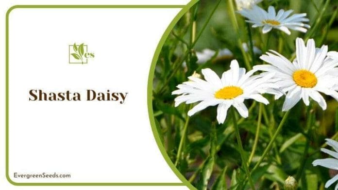 Shasta Daisies in Blossoms