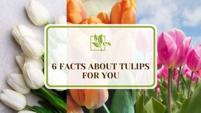 Six Facts About Tulips for You