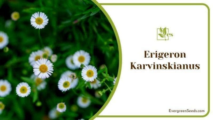 Small White Flowers of Erigeron Karvinskianus
