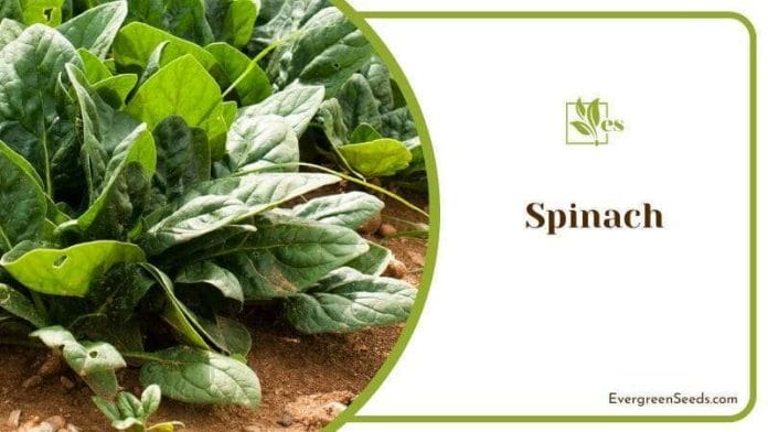 Spinach popular crop