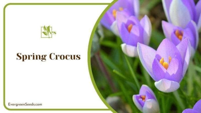 Spring Blooming Crocus Flowers