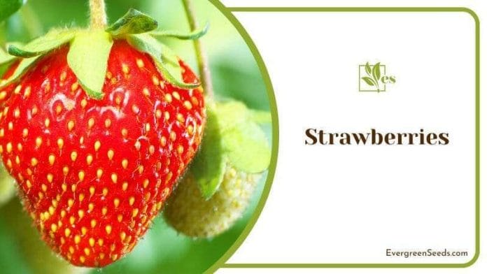 Strawberries sweet fruits