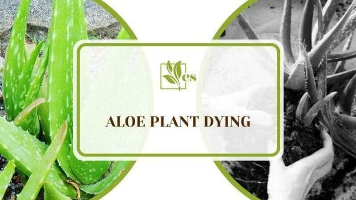 Taking care of Aloe Plant