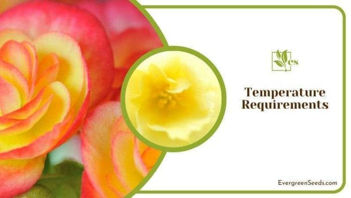 Temperature required in Begonia Goegoensis
