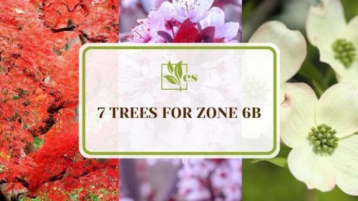 Types of Evergreens for Zone 8 Landscapes (1)