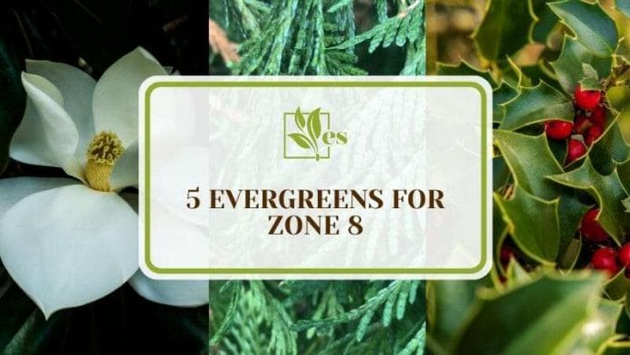 Types of Evergreens for Zone 8 Landscapes