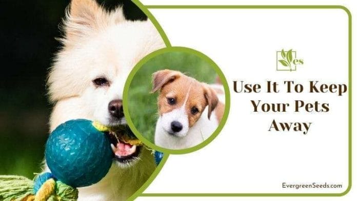 Use It to Keep Your Pets Away