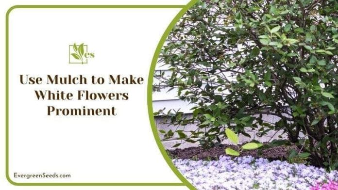 Use Mulch to Make White Flowers Prominent