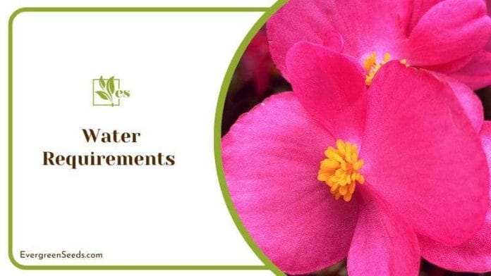 Water Requirement of Begonia Dregei