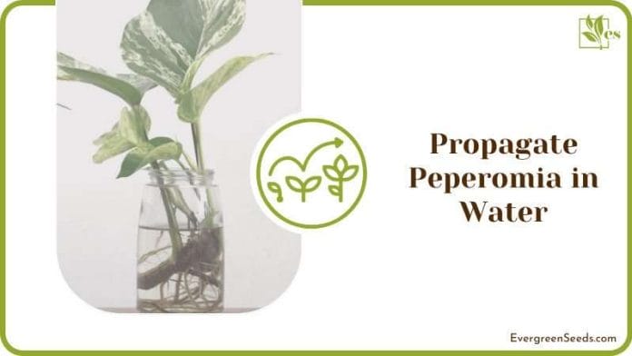 Water propagation houseplant