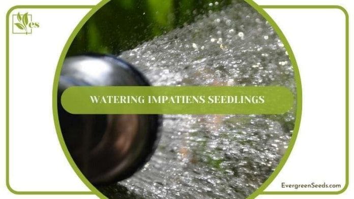 Watering Impatiens Seedlings