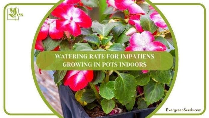 Watering Rate for Impatiens Growing in Pots Indoors