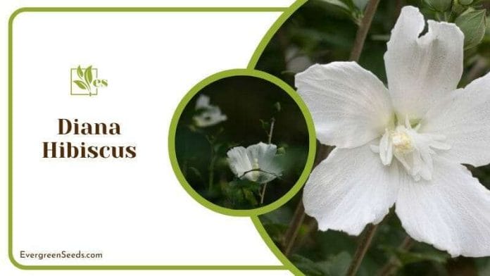 White Diana Hibiscus Blossom