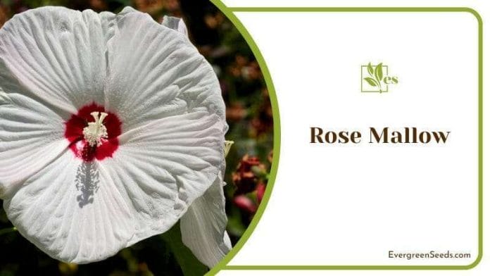 White Rose Mallow