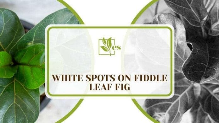 White Spots On Fiddle Leaf Fig