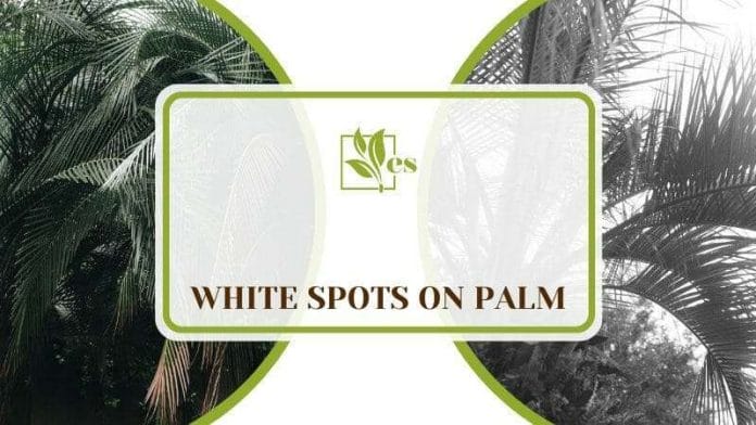White Spots on Palm