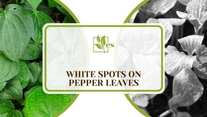 White Spots on Pepper Leaves