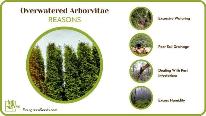 Why is Arborvitae Dying