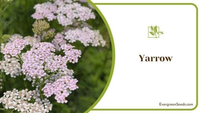 Yarrow attract butterflies and bees