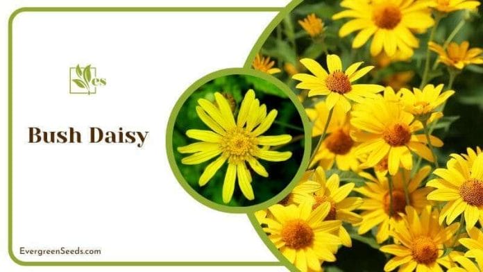 Yellow Bush Daisy Blossom