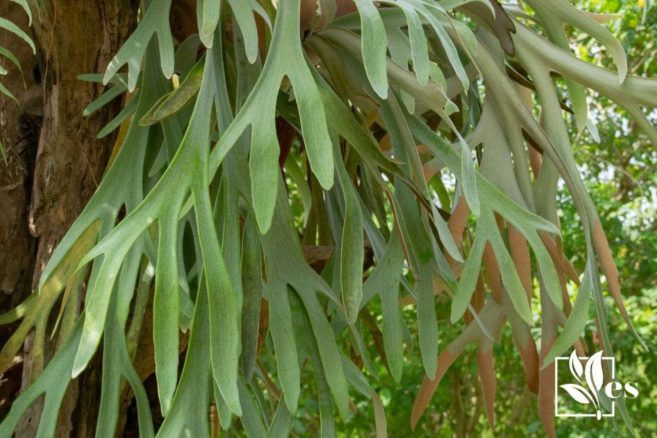 Overwatered Staghorn Fern Signs And Solution