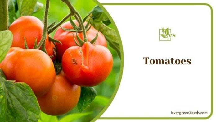 planting tomatoes in your garden