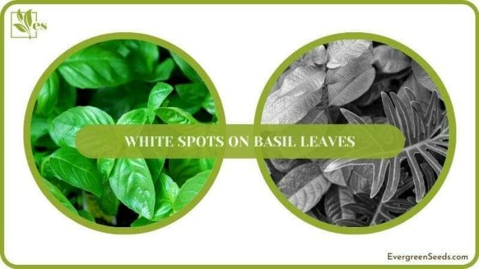 Basil Healthy Leaves Plant